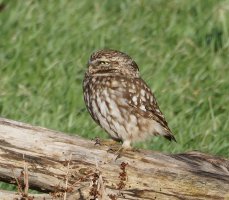 3R3A3455-DxO_2nd_Little_owl_800mm-te_side_face_small.jpeg