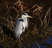 3R3A3565-DxO_grey_heron_iso100.jpg