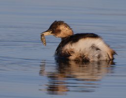 309A9348-DxO_little_grebe+fish_700mm-te.jpeg