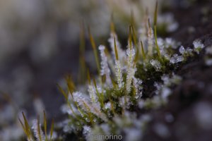 frosted.jpg frosted.jpg