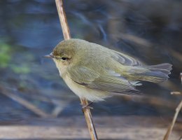309A0223-DxO_Chiffchaff.jpg