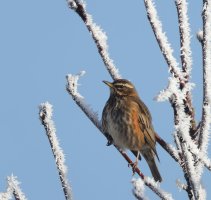 309A9749-DxO_redwing+ice-lssm.jpg