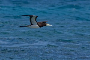 DSC_2780_DxO.jpg DSC_2780_DxO.jpg