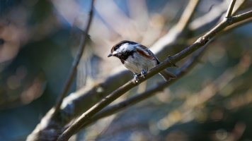 Chestnut Backed Chickadee - K1A7121.jpg