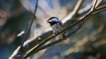 Chestnut Backed Chickadee - K1A7155.jpg