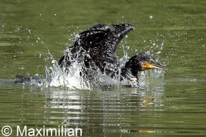 cormorant_2010_1.JPG