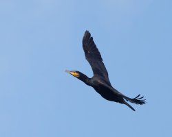 309A8215-DxO_Cormorant-te.jpeg 309A8215-DxO_Cormorant-te.jpeg