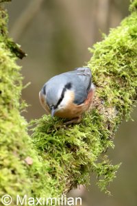 nuthatch_2023_01.JPG