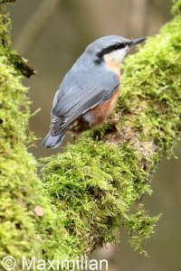 nuthatch_2023_02.JPG