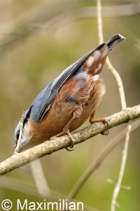 nuthatch_2023_03.JPG