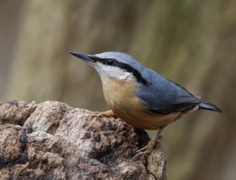 309A0583-DxO_Nuthatch_ed.jpg