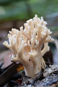 Orange coral fungi 25042022 (v small).jpg