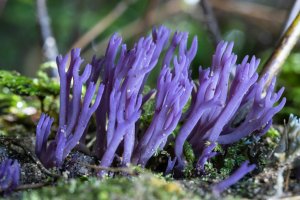 Blue purple coral fungi 21042022 (v small).jpg