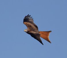 309A6549-DxO_Red_Kite_back-te.jpeg