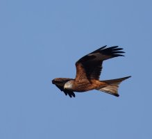 309A6556-DxO_Red_Kite_side-toe.jpeg