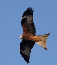 309A6605-DxO_Red_Kite_under-te.jpeg