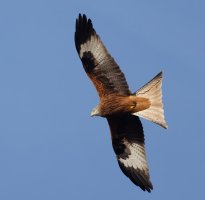 309A6721-DxO_Red_Kite_under-te.jpeg