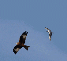 Red_Kite_mobbed_gull.gif