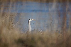 309A6815-DxO_Heron_through_reeds_small.jpg