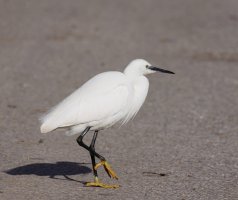 309A6908-DxO_Little_Egret_Crossing_Road.jpg