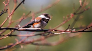Chestnut Backed Chickadee - K1A7358.jpg
