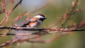 Chestnut Backed Chickadee - K1A7353.jpg