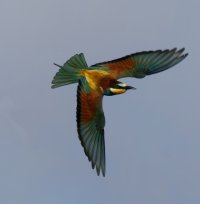 3R3A7266-DxO_Beeeater_flying copy-te.jpeg
