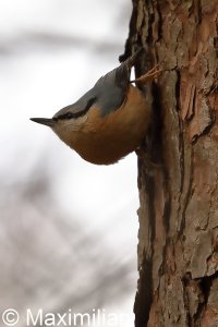 nuthatch_2023_04.JPG