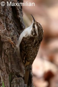 treecreeper_2023_01.JPG