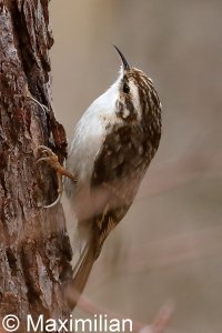 treecreeper_2023_02.JPG
