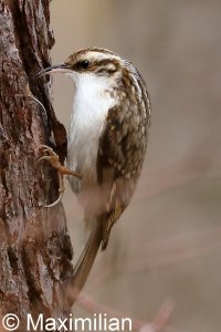 treecreeper_2023_03.JPG