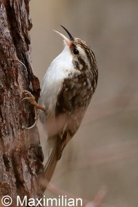 treecreeper_2023_04.JPG