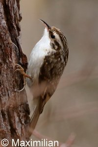 treecreeper_2023_05.JPG