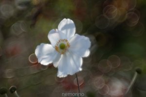 bokeh!.jpg bokeh!.jpg