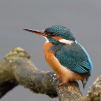 3Q7A7205-DxO_Female_kingfisher_vvvvs+moire?.jpg