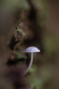 Silver-blue miniature 10022023 (v small).jpg