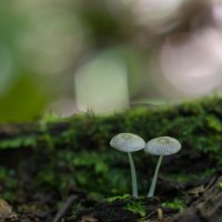 Silver-blue double miniature 10022023 (v small).jpg