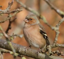3R3A3853-DxO_Chaffinch_1000mm-ls-td.jpeg
