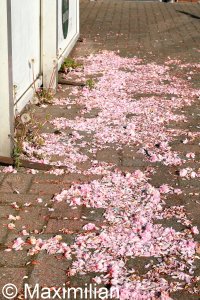 20220502_0075.JPG 20220502_0075.JPG