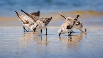 Sanderling - K1A1251.jpg