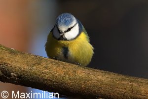 tit_blue_2023_01.JPG