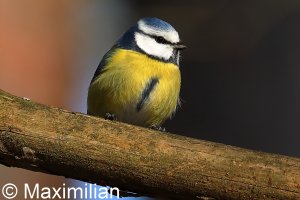 tit_blue_2023_02.JPG