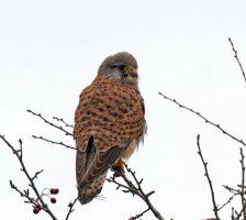 309A8230-DxO_Kestrel_inTree+shaut.jpg