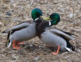 309A7890-DxO_Mallards_Fighting small.jpg