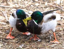 309A7961-DxO_Mallards_Fighting small.jpg