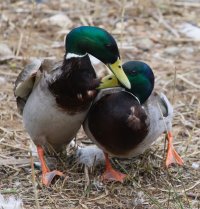 309A8081-DxO_Mallards_Fighting small.jpg