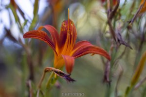 tilted lily.jpg tilted lily.jpg