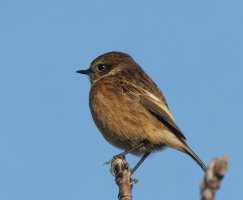 309A7741-DxO_female_stonechat-ls-sm.jpg