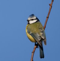 3R3A3939-DxO_Blue_tit_800mm.jpg