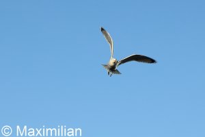 20220502_0135.JPG 20220502_0135.JPG